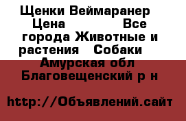 Щенки Веймаранер › Цена ­ 40 000 - Все города Животные и растения » Собаки   . Амурская обл.,Благовещенский р-н